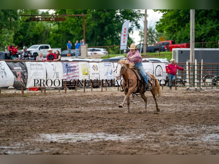 American Quarter Horse Mix Mare 12 years 14,3 hh Sabino in Owensville