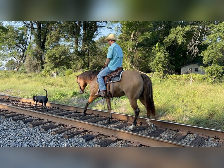 American Quarter Horse Mare 12 years 15,1 hh Dun in Bloomburg, TX