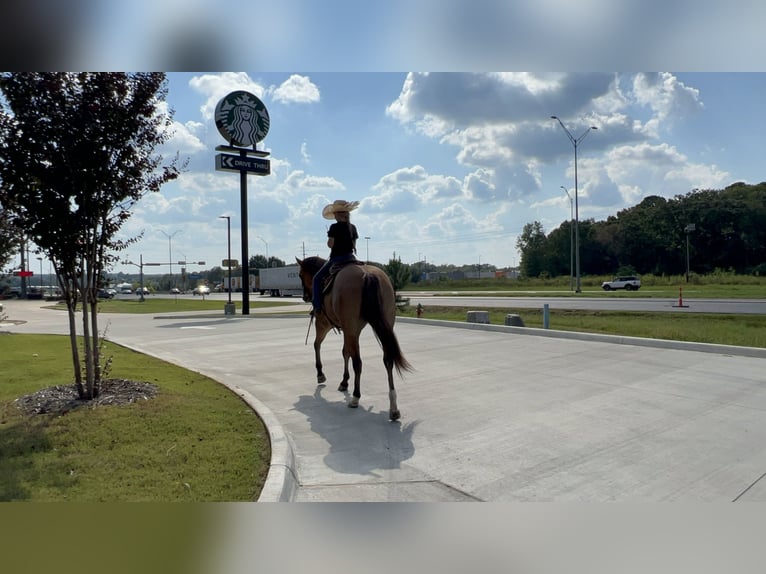 American Quarter Horse Mare 12 years 15,1 hh Dun in Bloomburg, TX