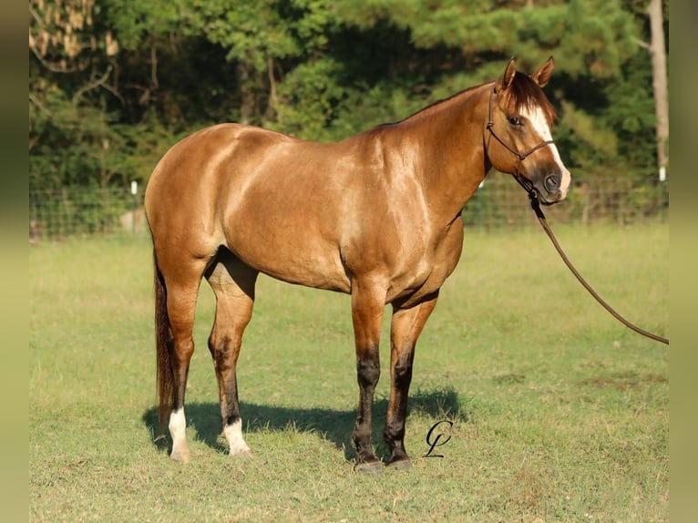 American Quarter Horse Mare 12 years 15,1 hh Dun in Bloomburg, TX