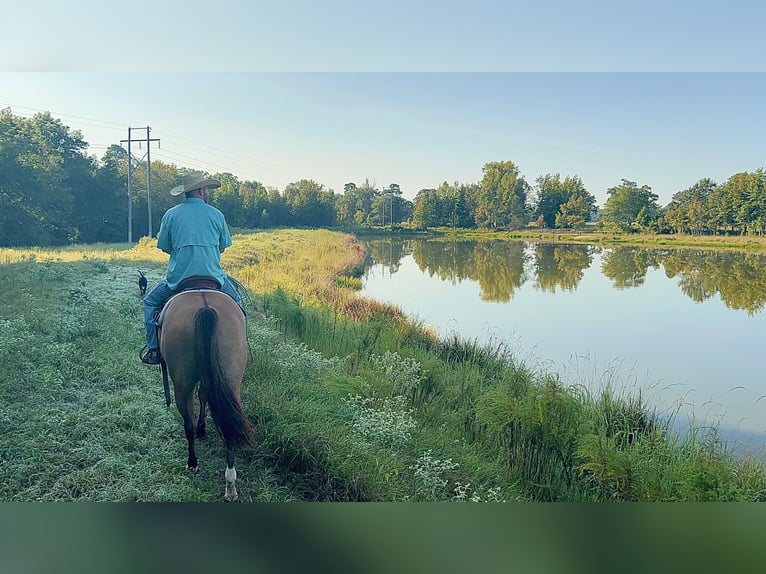 American Quarter Horse Mare 12 years 15,1 hh Dun in Bloomburg, TX