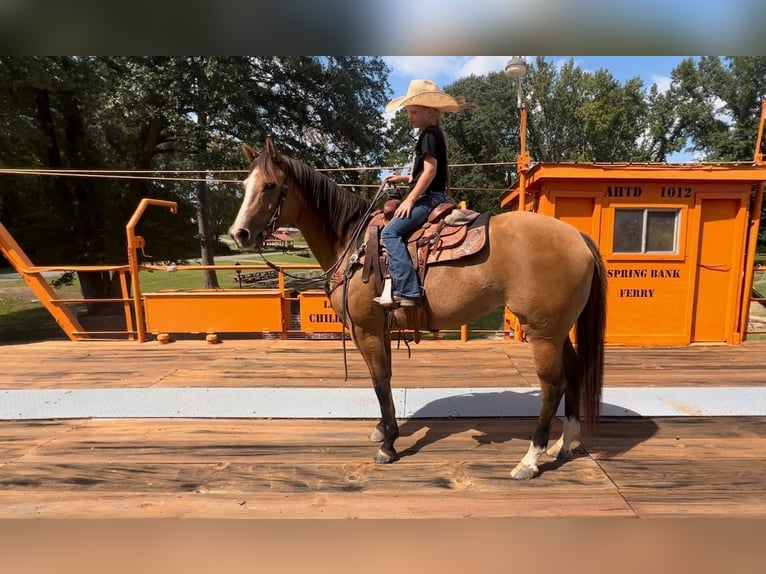 American Quarter Horse Mare 12 years 15,1 hh Dun in Bloomburg, TX