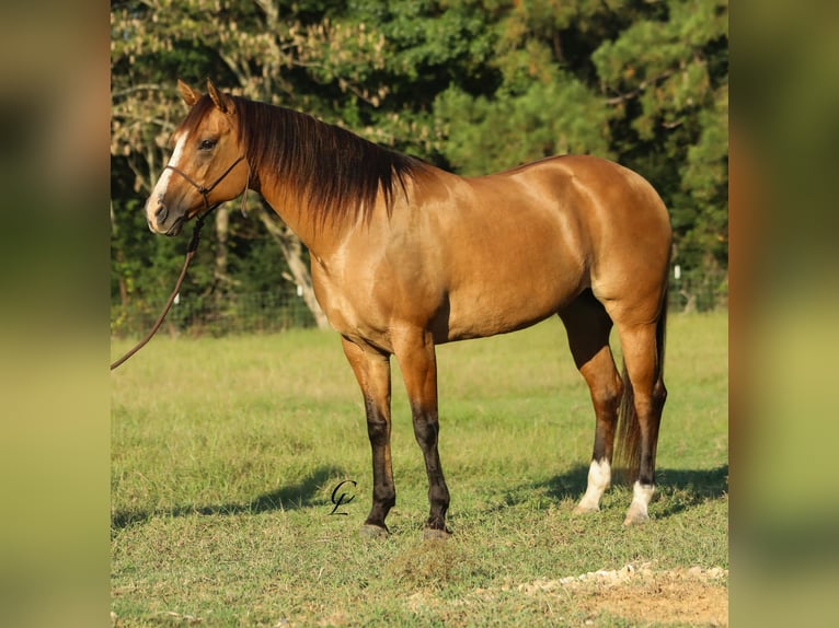 American Quarter Horse Mare 12 years 15,1 hh Dun in Bloomburg, TX