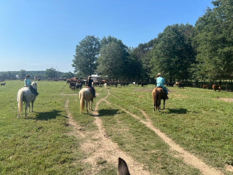 American Quarter Horse Mare 12 years 15,1 hh Dun in Bloomburg, TX