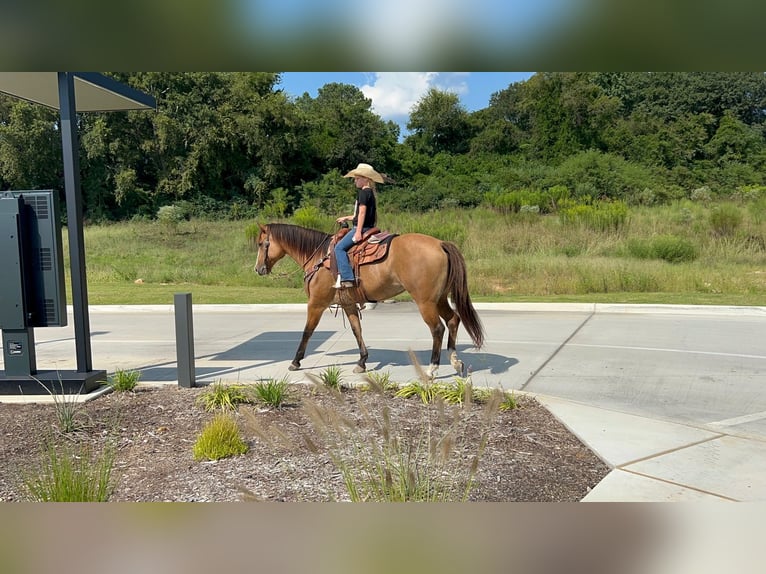 American Quarter Horse Mare 12 years 15,1 hh Dun in Bloomburg, TX