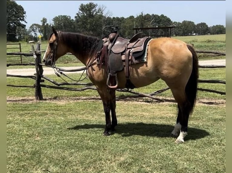 American Quarter Horse Mare 12 years 15,1 hh Dun in Bloomburg, TX