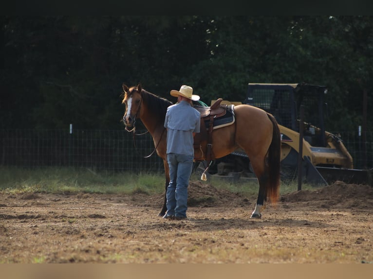 American Quarter Horse Mare 12 years 15,1 hh Dun in Bloomburg, TX