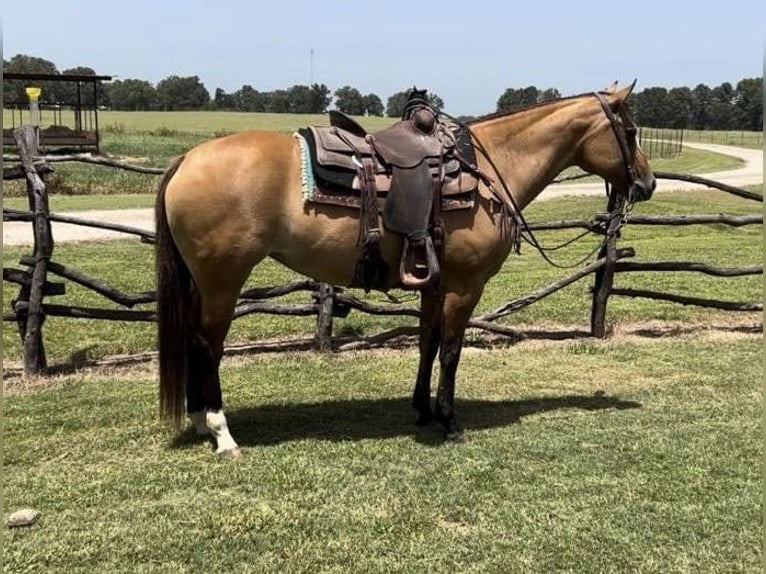 American Quarter Horse Mare 12 years 15,1 hh Dun in Bloomburg, TX