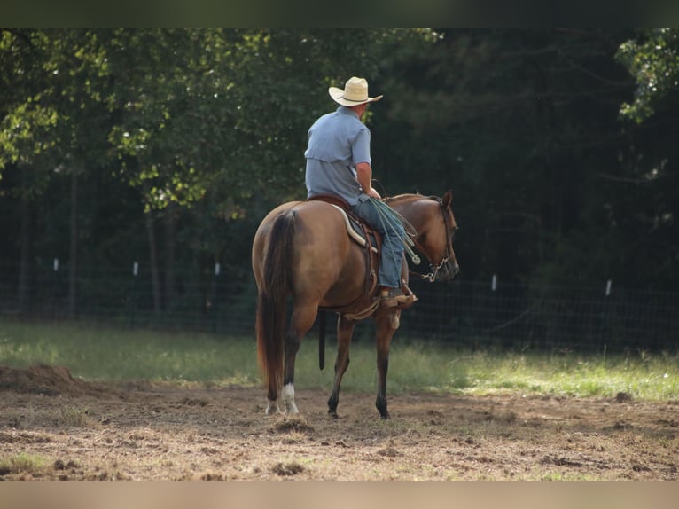 American Quarter Horse Mare 12 years 15,1 hh Dun in Bloomburg, TX