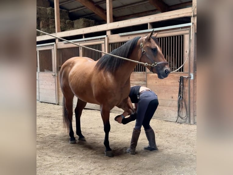 American Quarter Horse Mare 12 years 15,1 hh Dun in Granby, CT