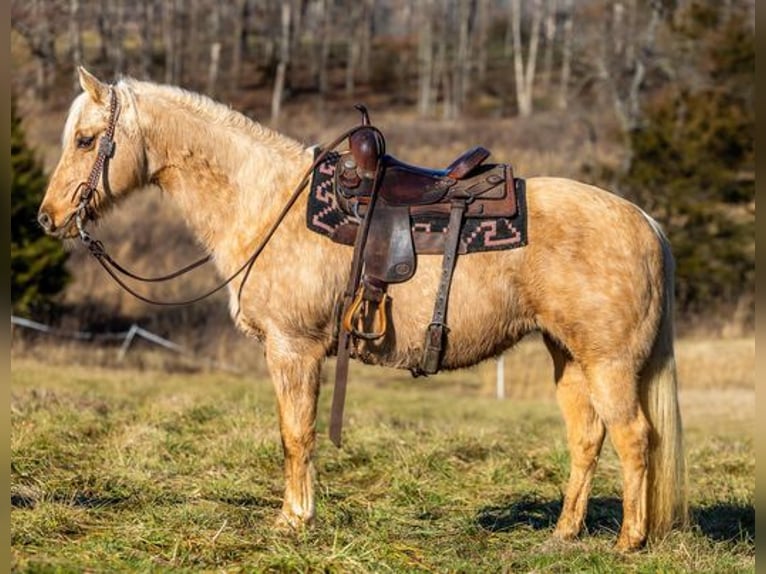 American Quarter Horse Mare 12 years 15,1 hh Palomino in Carlisle, KY