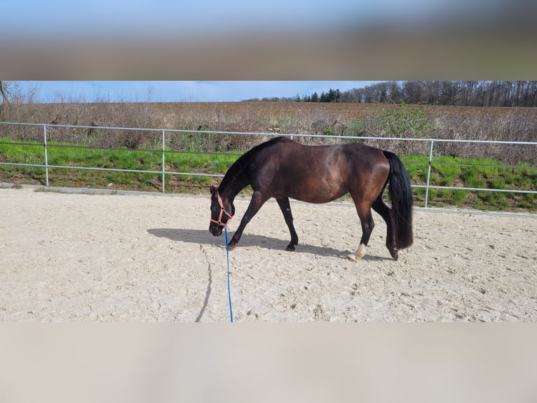 American Quarter Horse Mare 12 years 15,2 hh Black in Adelsheim