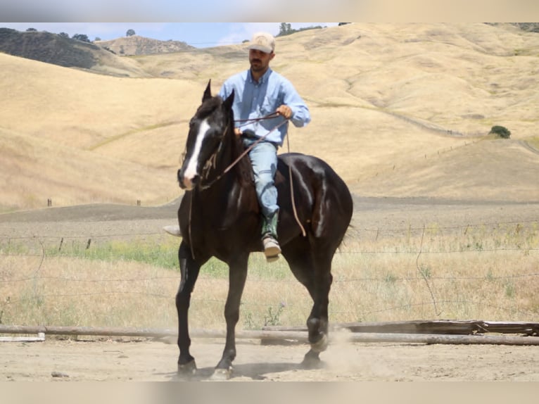 American Quarter Horse Mare 12 years 15.2 hh Black in King City