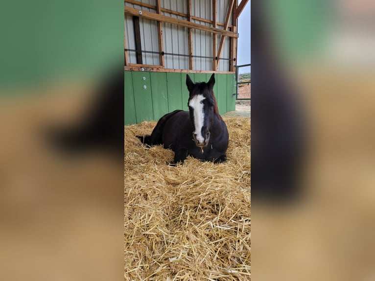 American Quarter Horse Mare 12 years 15,2 hh Black in Adelsheim