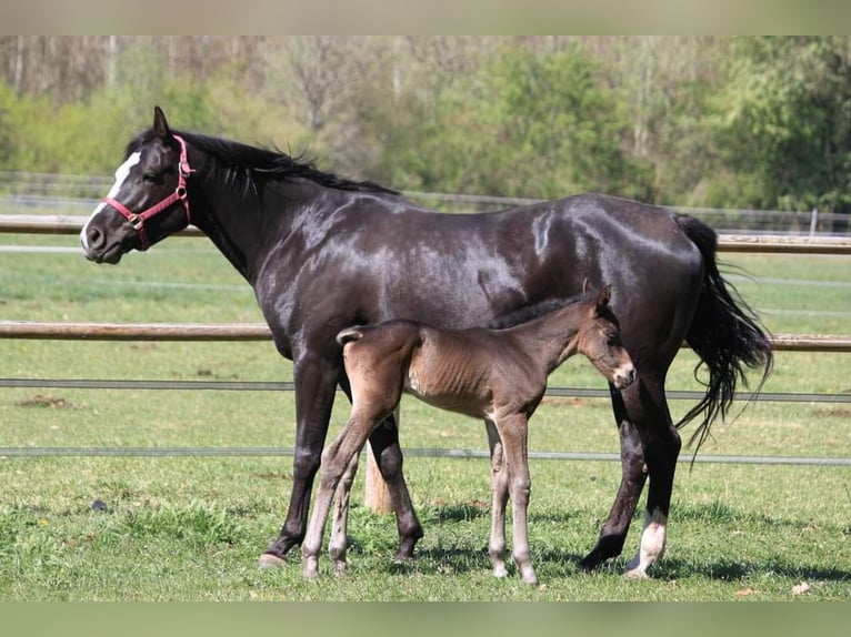 American Quarter Horse Mare 12 years 15,2 hh Black in Adelsheim