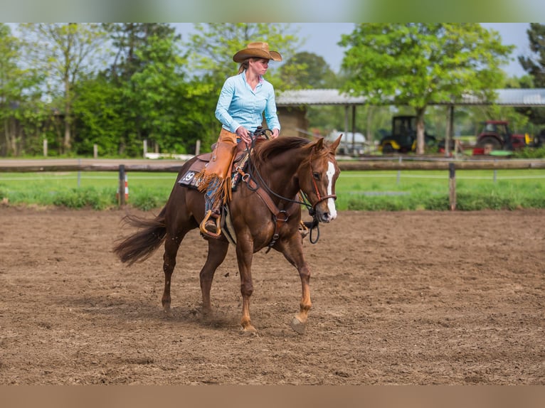 American Quarter Horse Mare 12 years 15.2 hh Chestnut in Newel