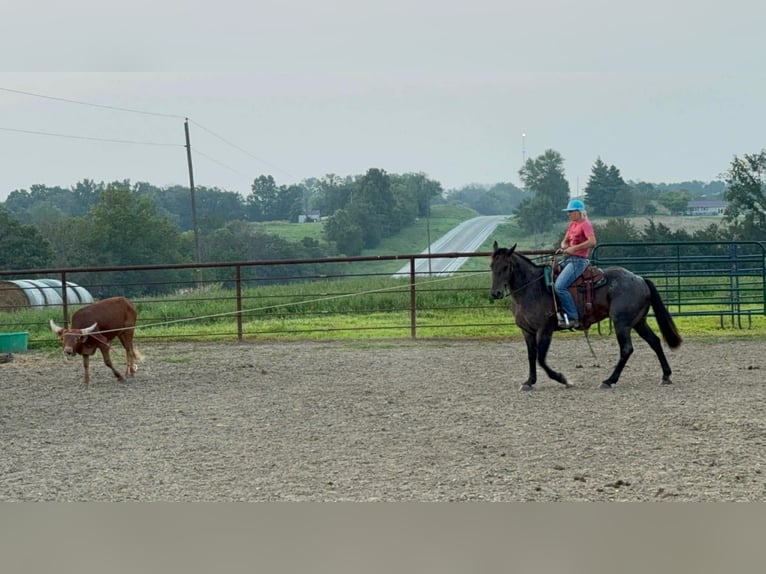 American Quarter Horse Mare 12 years 15.2 hh Roan-Bay in Spickard