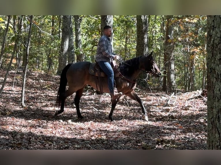 American Quarter Horse Mare 12 years 15,2 hh Roan-Bay in Clover