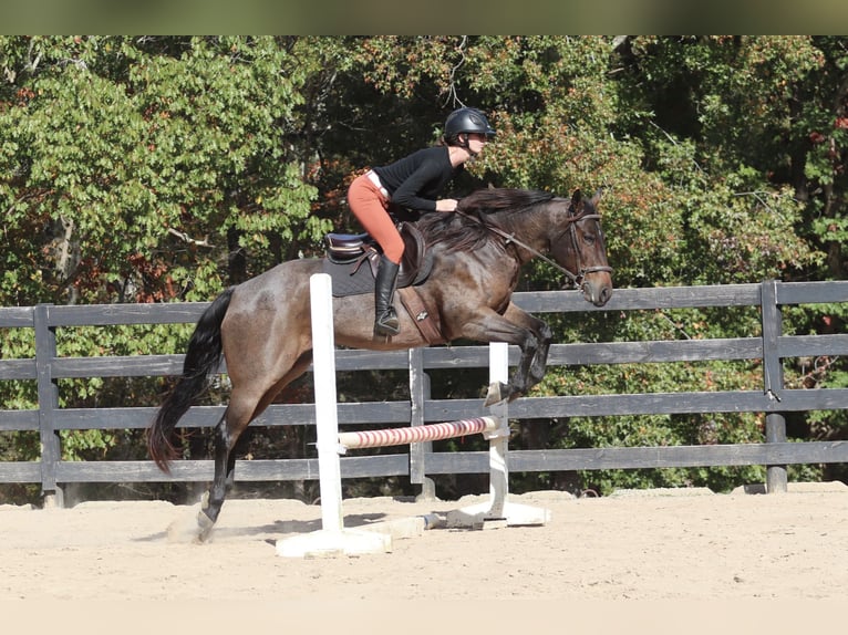 American Quarter Horse Mare 12 years 15,2 hh Roan-Bay in Clover