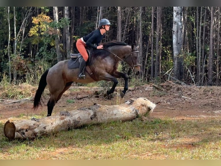 American Quarter Horse Mare 12 years 15,2 hh Roan-Bay in Clover