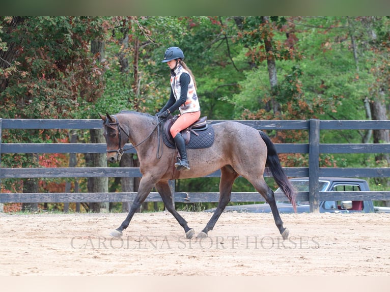 American Quarter Horse Mare 12 years 15,2 hh Roan-Bay in Clover