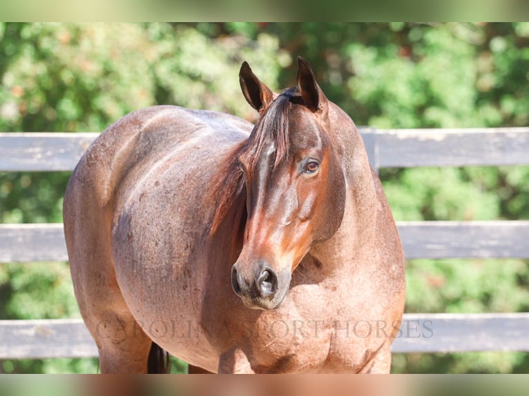 American Quarter Horse Mare 12 years 15,2 hh Roan-Bay in Clover