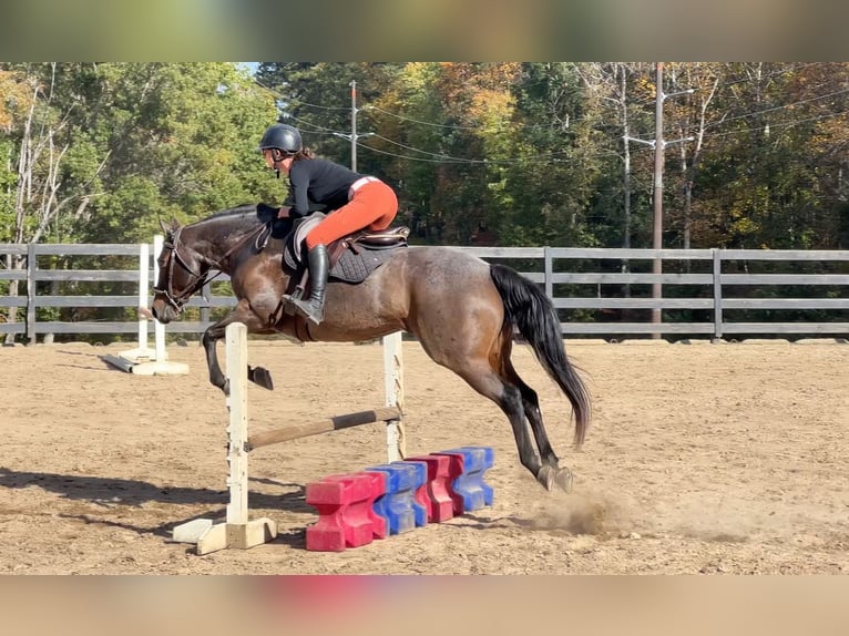 American Quarter Horse Mare 12 years 15,2 hh Roan-Bay in Clover