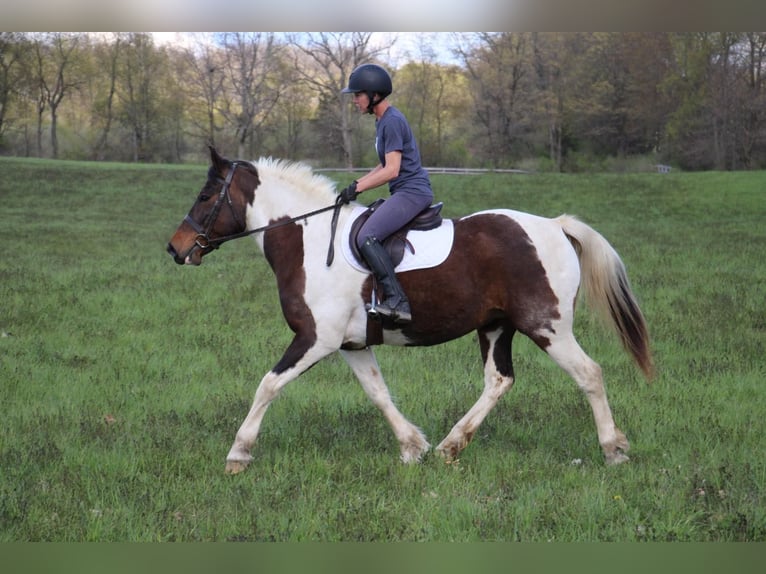 American Quarter Horse Mare 12 years 15,2 hh Tobiano-all-colors in Highland MI