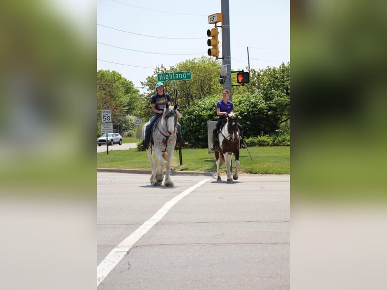 American Quarter Horse Mare 12 years 15,2 hh Tobiano-all-colors in Highland MI