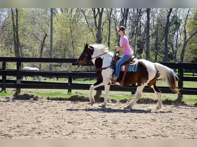 American Quarter Horse Mare 12 years 15,2 hh Tobiano-all-colors in Highland MI