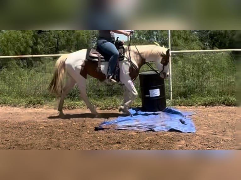 American Quarter Horse Mare 12 years 15,2 hh Tobiano-all-colors in Weatherford TX
