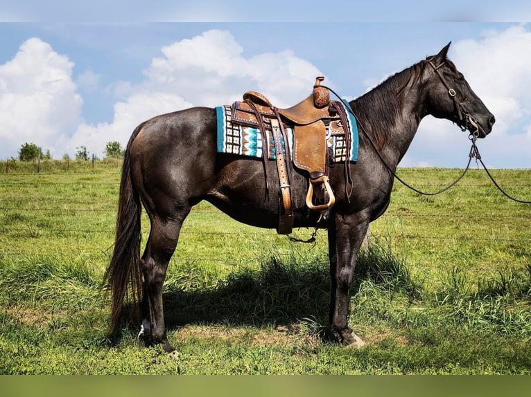 American Quarter Horse Mare 12 years 15 hh Black in Battle Creek