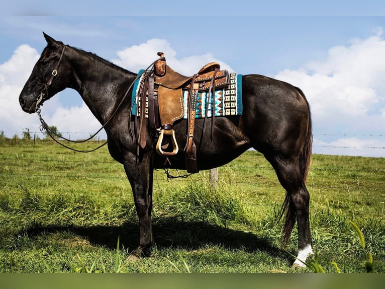 American Quarter Horse Mare 12 years 15 hh Black in Battle Creek