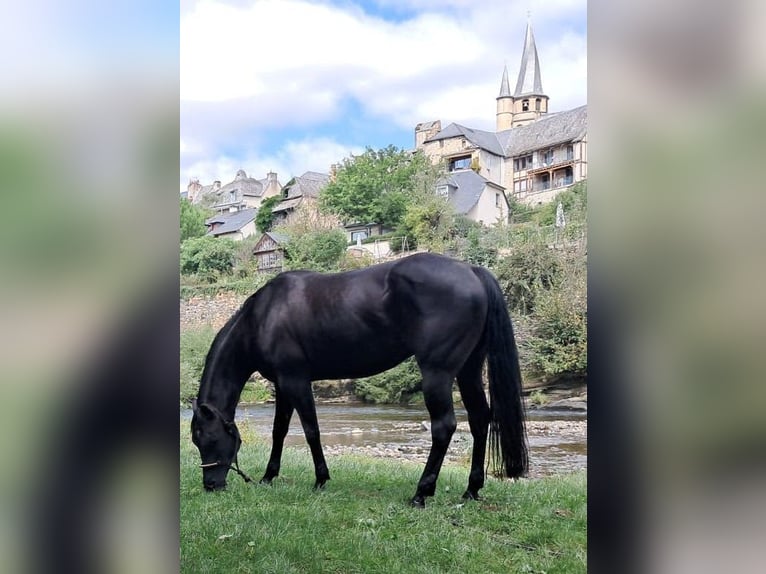 American Quarter Horse Mare 12 years 15 hh Black in Balingen