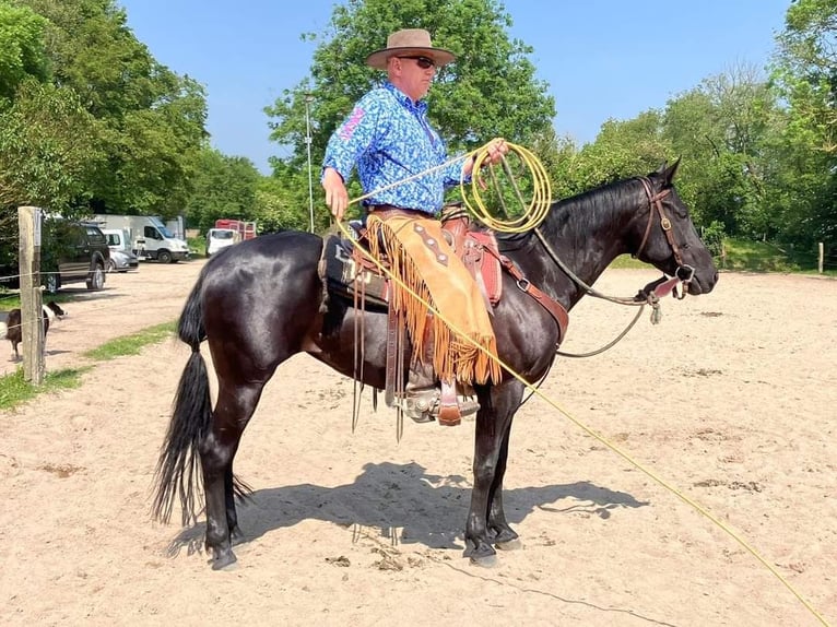 American Quarter Horse Mare 12 years 15 hh Black in Balingen