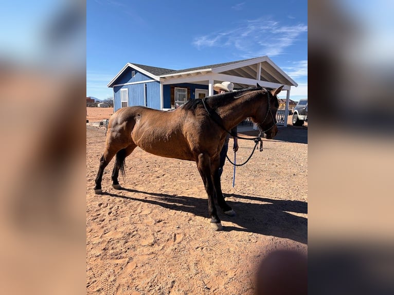 American Quarter Horse Mare 12 years 15 hh Buckskin in El Paso