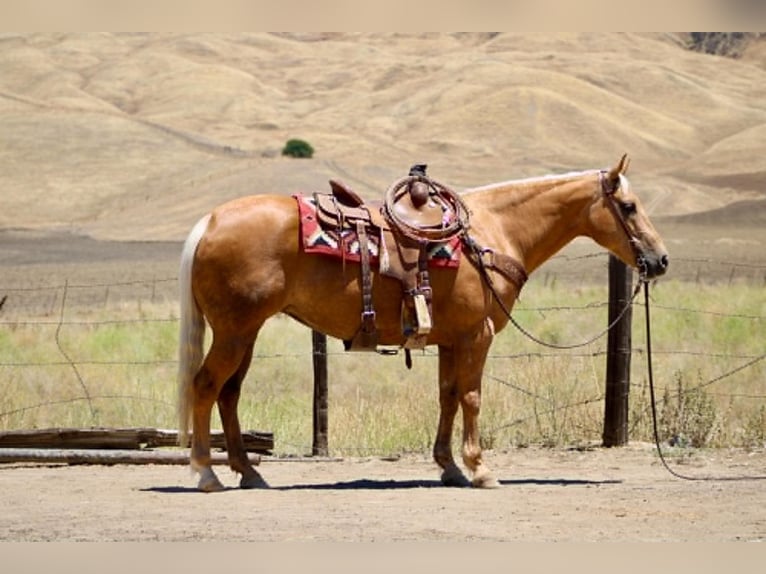 American Quarter Horse Mare 12 years 15 hh Palomino in Tres Pinos