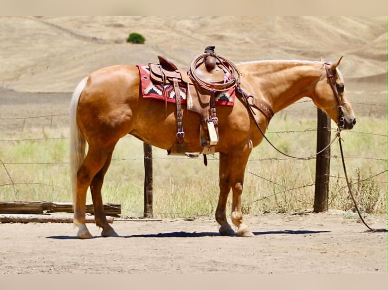 American Quarter Horse Mare 12 years 15 hh Palomino in Tres Pinos