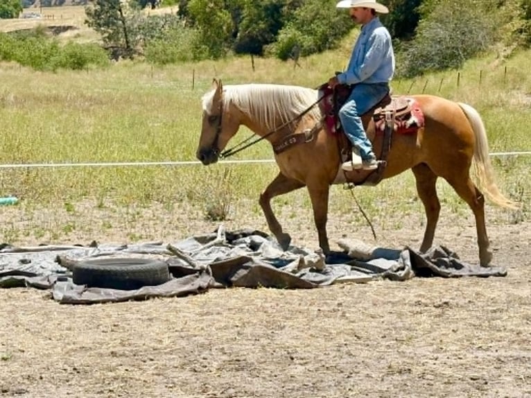 American Quarter Horse Mare 12 years 15 hh Palomino in Tres Pinos
