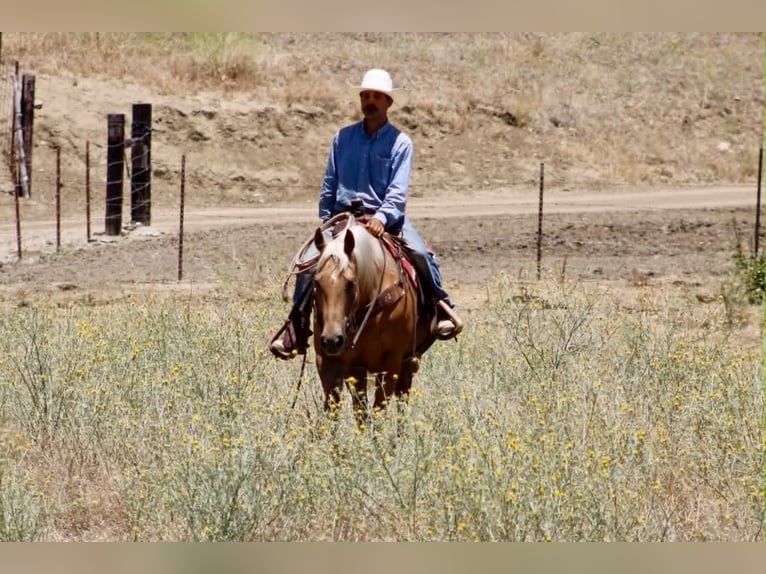 American Quarter Horse Mare 12 years 15 hh Palomino in Tres Pinos