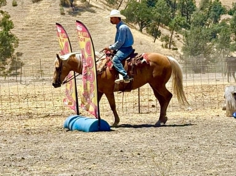 American Quarter Horse Mare 12 years 15 hh Palomino in Tres Pinos