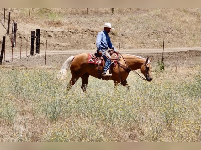 American Quarter Horse Mare 12 years 15 hh Palomino in Tres Pinos