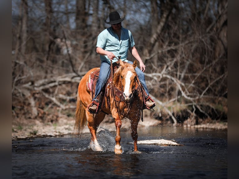 American Quarter Horse Mare 12 years 15 hh Palomino in Santa Fe
