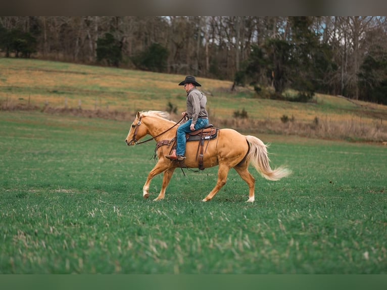 American Quarter Horse Mare 12 years 15 hh Palomino in Santa Fe