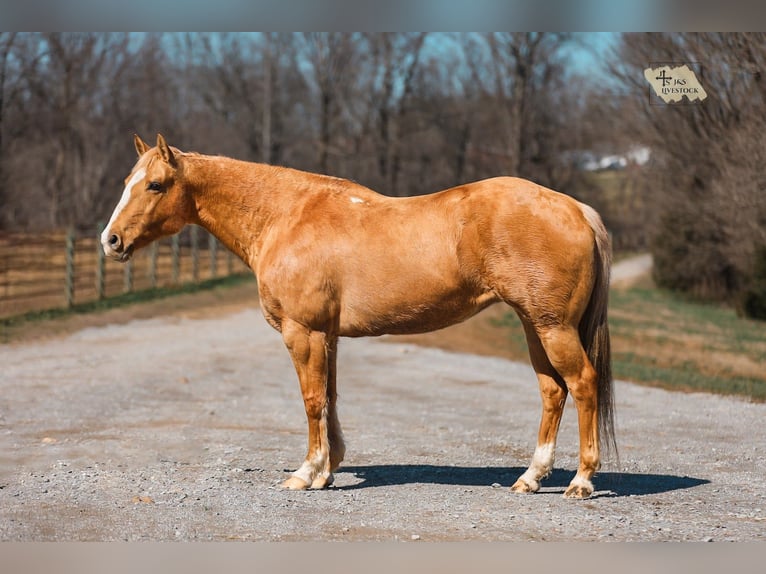 American Quarter Horse Mare 12 years 15 hh Palomino in Santa Fe
