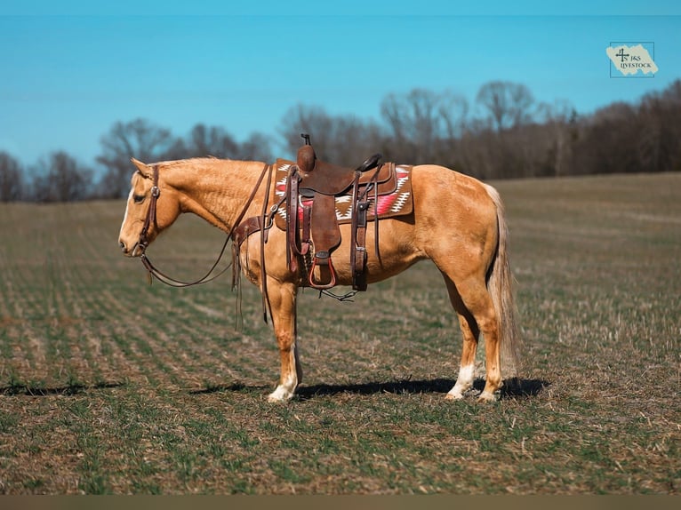 American Quarter Horse Mare 12 years 15 hh Palomino in Santa Fe