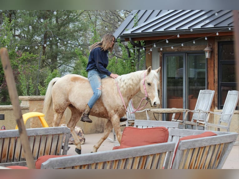 American Quarter Horse Mare 12 years 15 hh Palomino in Fort Collins Co