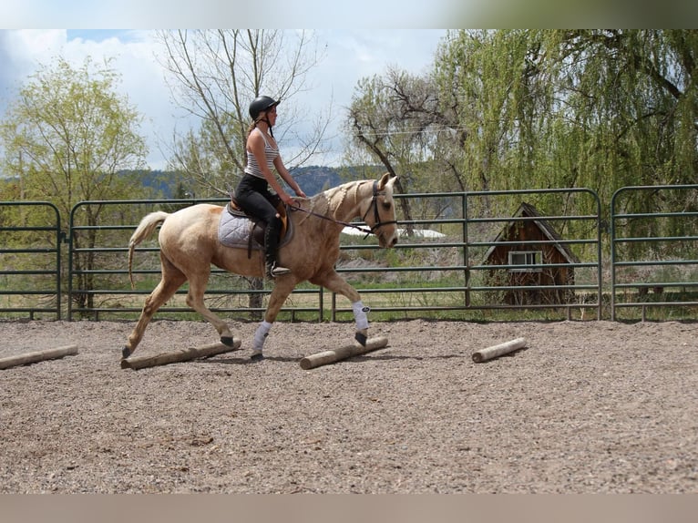 American Quarter Horse Mare 12 years 15 hh Palomino in Fort Collins Co