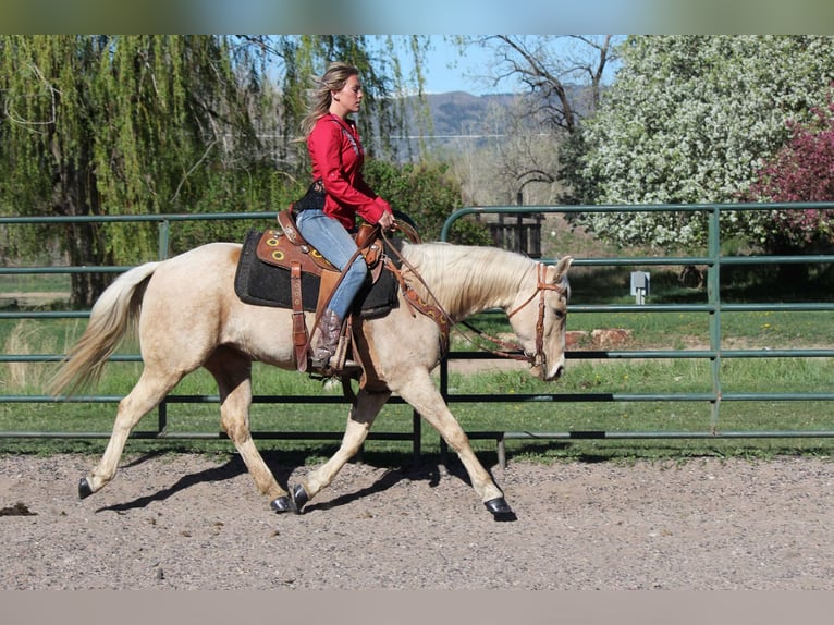 American Quarter Horse Mare 12 years 15 hh Palomino in Fort Collins Co