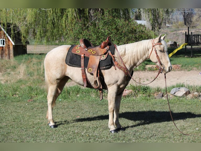 American Quarter Horse Mare 12 years 15 hh Palomino in Fort Collins Co